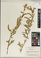 Foto von Salix laevigata Bebb